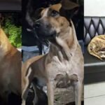 Caramel presents a “living nativity scene” and takes social media by storm