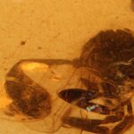 They discovered a new species of fossil wasp in El Soplao amber from 105 million years ago