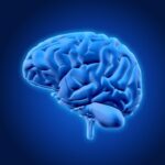 The brain has five ‘ages’ and adult mode doesn’t begin until your early 30s, new study finds