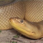 Paleontological study shows that reptiles maintained their gigantic size for 12 million years; Understands