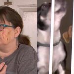 A Pennsylvania resident was attacked by a coyote while trying to rescue her dogs