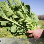 The best recipes to enjoy all the nutrients of the most famous Galician vegetables