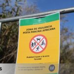 The state agrees with the livestock sector to sacrifice 30,000 healthy pigs near the outbreak of swine fever