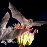 “If people want to keep drinking tequila and mezcal, they need to worry about bats.”