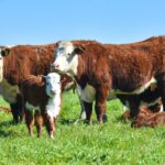 More areas, less mythology. Concepts to understand your role in Argentina