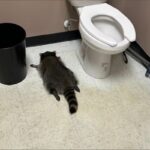 Viral case of a drunken raccoon found in a Virginia liquor store: He drank whiskey and passed out in the bathroom