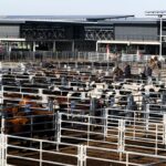 Closing the week with slight losses at the Canuelas Agricultural Market