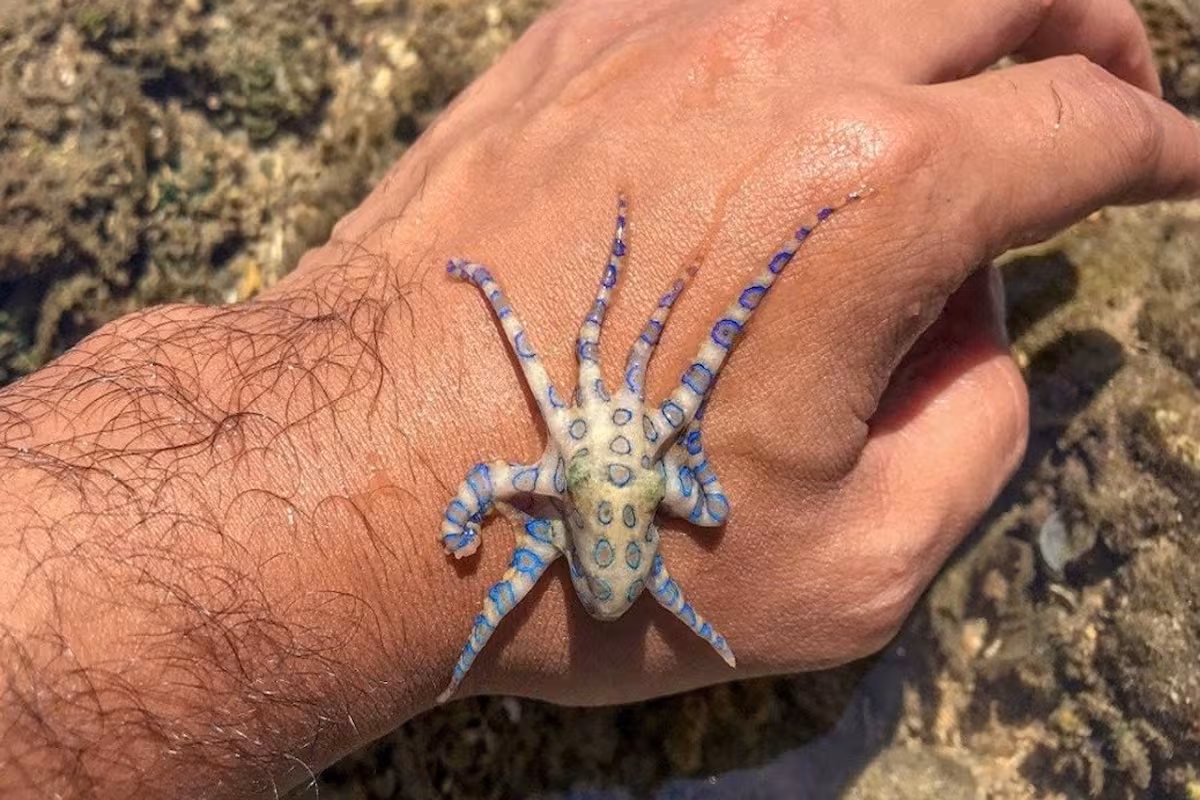 el-pulpo-de-anillos-azules-es-considerado-el-6MBIJMFOKJB7RJBOVGILFRAXKM.jpg