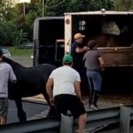 el-traslado-de-los-caballos-de-un-trailer-que-choco-en-la-general-paz-2157246.jpg