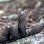 Learn about a strange mushroom growing on dead wood