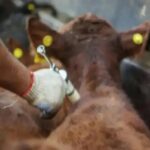 Livestock sector on foot-and-mouth disease: “Vaccine is the most effective way to prevent a problem”