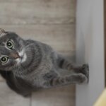 They have approximately 300 facial expressions