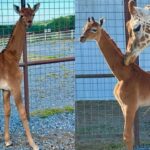 The sudden death of a rare giraffe without spots in the United States sparks investigation