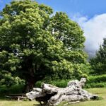Bustards, a journey into the past among the ancient chestnut trees of Libana