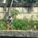 The lioness that killed a man at the Joao Pessoa Zoo will not be sacrificed (PB); The young man was 19 years old