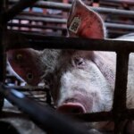 Catalonia will sacrifice 30,000 healthy pigs from farms near swine fever outbreaks