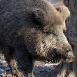 “Not the first nor the last to be found.”