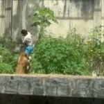 A video showing Vaquerinho hugging a lioness is going viral on social media. Understands