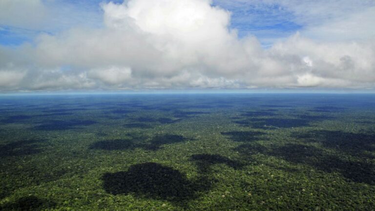 la-amazonia-podria-perder-hasta-el-38-de-su-cubierta-forestal-para-fines-de-siglo-16122025-2154339.j.jpeg