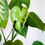 How to water a pothos plant to enhance its growth and improve the size of its leaves