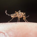 la-invasion-de-mosquitos-en-un-problema-que-GOPMGQXLF5DTLHVMFFLA2GU7OY.jpg