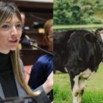 They propose a tax on cow gas and belching