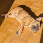 Why dogs don’t need to sleep on the floor, according to a vet