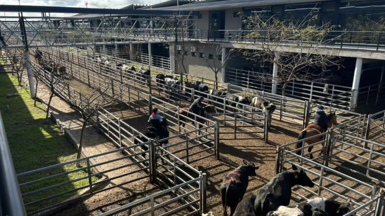 las-ventas-tuvieron-una-demanda-selectiva-y-los-P3UEMACT6FDKZHPHVDVIMFCZXY.jpeg