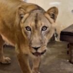 In memory of Gerson, 19, who was killed by a lioness in João Pessoa