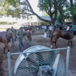 Fight against the clock: Horses recover in 72/96 hours for the final play in Palermo