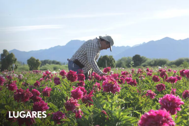 martin-sasaki-en-la-plantacion-de-peonias-de-TTSDGFZCANASVBBLTPVOGBBYOM.jpg