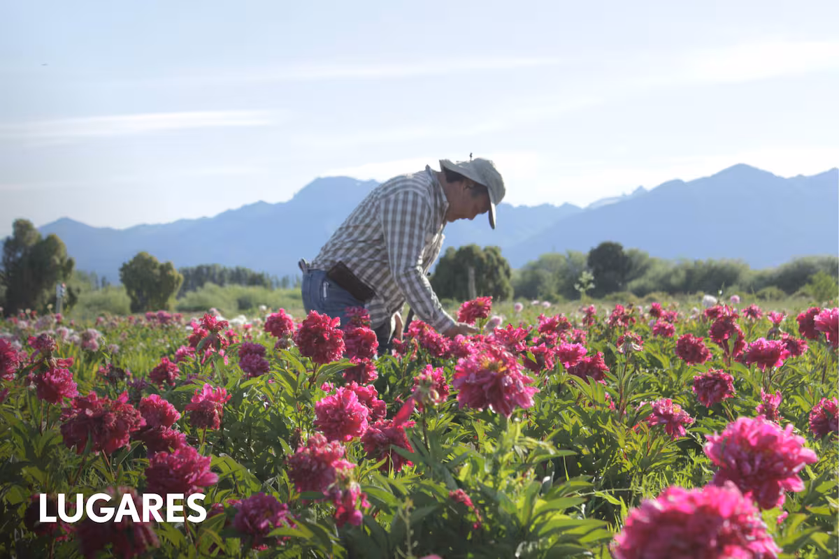 martin-sasaki-en-la-plantacion-de-peonias-de-TTSDGFZCANASVBBLTPVOGBBYOM.jpg