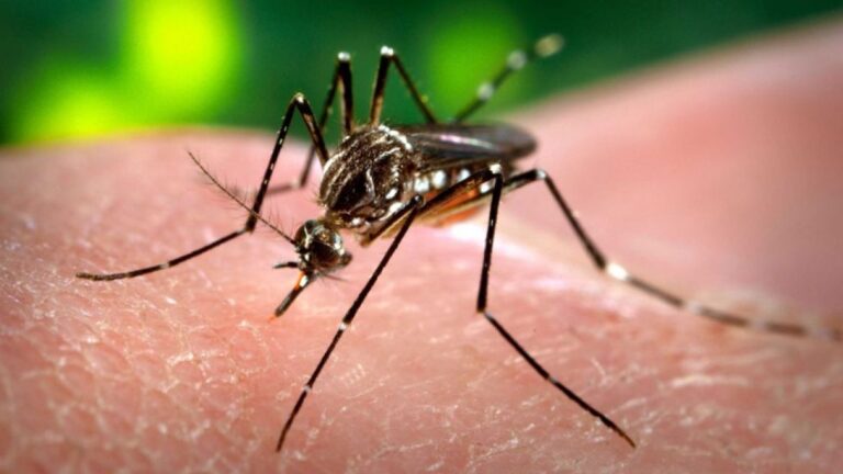 mosquito-dengue-1893075.jpg