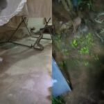 A rattlesnake invades a Parkway home and is captured by firefighters