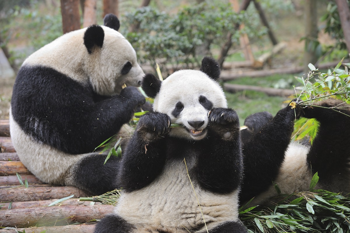 pandas-2.jpg