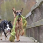 Why do some dogs communicate and others don’t?