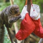 primates-at-london-zoo-get-christmas-treats-c-zsl3.mp4-.png.webp.jpeg