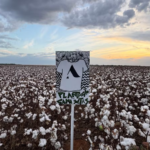 “Future Climate” and “Almagrino” achieve transparency at the Thirtieth Conference of the Parties | Dino