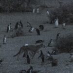 pumas-prey-on-penguins-2.jpg