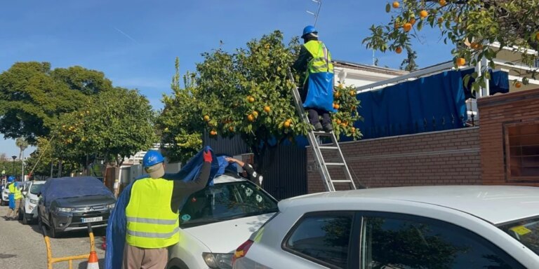 recogida-naranjas-amargas-U32844616554Syd-1024x512@diario_abc.jpg