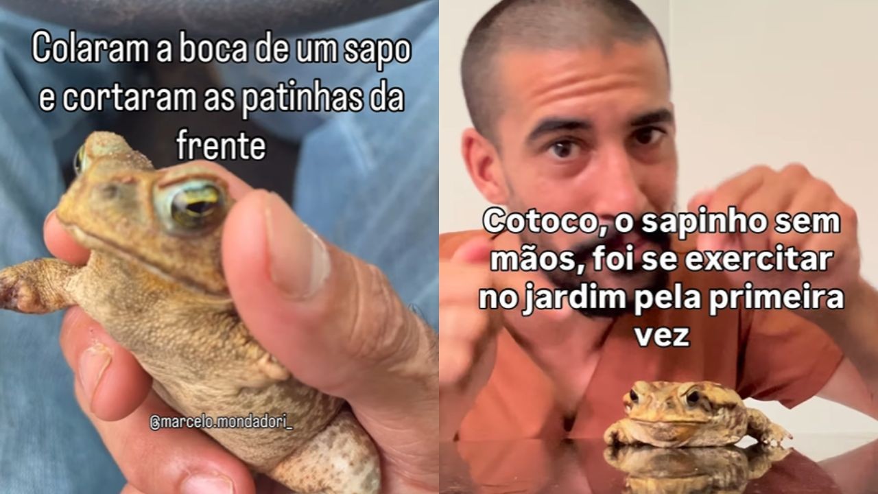 sapo.jpg