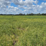 The two variables that led to the “disaster” of the export jewel