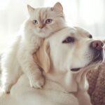 Some pharmaceutical companies are already developing Ozempic for cats and dogs