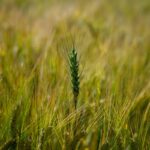 Economic activity would also have grown in October