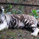 tigre-com-pseudomelanismo.jpg