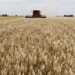 “The producer invested a lot of money and the climate was very good,” reasons behind the record wheat crop