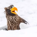 un-aguila-marina-de-steller-emerge-de-la-nieve-RYVTLL7RX5G6HJUXHNRVELMCTU.webp.avif