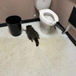 Unusual: A raccoon entered a closed liquor store in the United States and ended up drunk and passed out in the bathroom