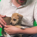 Why vaccinating your dog is essential for his (and your) health