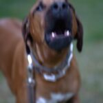 A dog has been diagnosed with rabies in El Salvador after 20 years with no cases